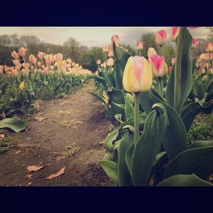 Meet your Posher, Fin